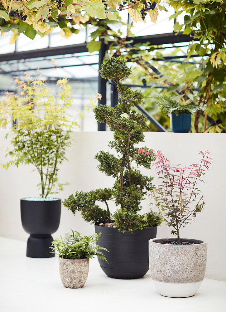 Dobbies Highlights Top Plant And Gardening Trends For 2022